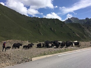公路旁牛群漫步于山间