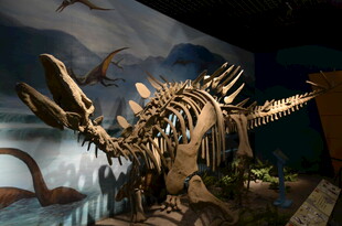 恐龙骨架与飞翔生物场景