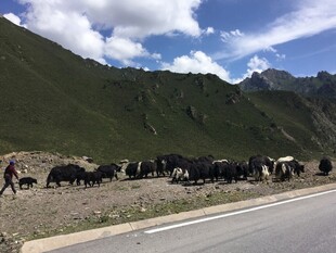 公路边的牦牛群