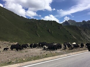 公路旁山坡上的牛群