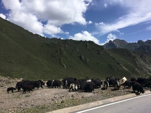 公路旁的牦牛群