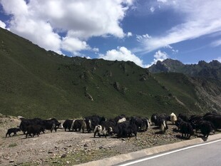 公路旁山坡上的牧牛群