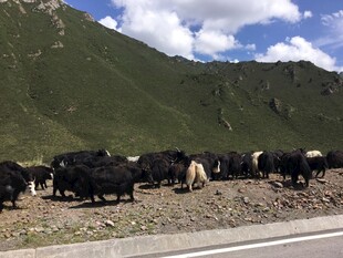 公路旁的牦牛群