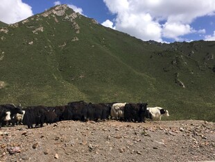 山间牛群悠然漫步