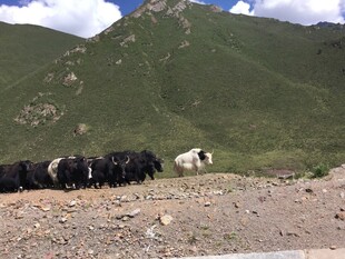 草原牦牛群与白马