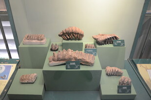 展示台上的多样标本