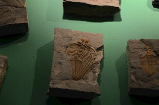 远古化石标本展示