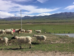 草原羊群牧场景色