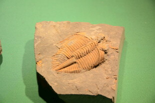 三叶虫化石标本展示