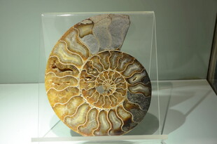 精美鹦鹉螺化石标本展示