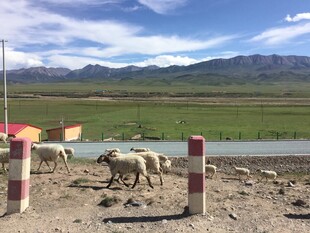 草原边羊群漫步