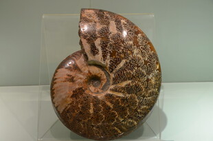 精美鹦鹉螺化石标本展示