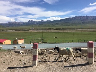 草原边的羊群与多彩小屋