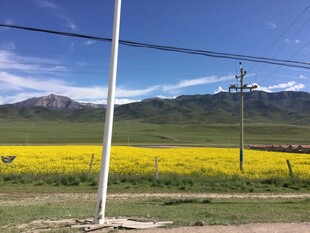 草原上的黄色花海与远山