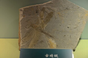 珍稀金蜥蝪化石标本