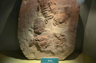 远古三叶虫化石标本展示