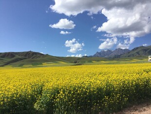 金黄油菜田与蓝天白云美景