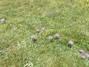 草地上的紫色小花