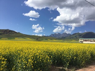 金黄油菜花海与远山蓝天