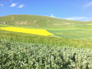 广袤田野中的黄绿风景