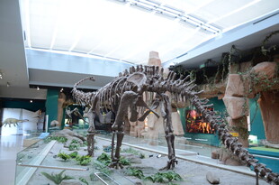 博物馆内的恐龙骨架展品