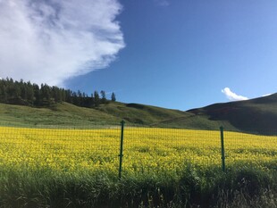 草原花海蓝天美景