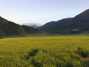金黄油菜田与远山美景