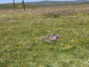 草原上绽放的紫色小花