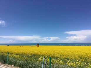 金黄油菜花海 蓝天美景