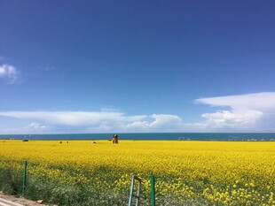 金黄花海与蓝天相映成趣