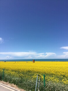 金黄花海旁的清新公路风景