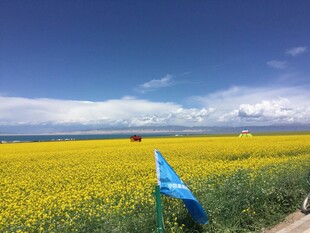 金黄花海中的蓝色旗帜