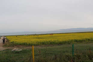 田野中的向日葵景观