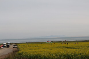 公路旁的大片黄色花田