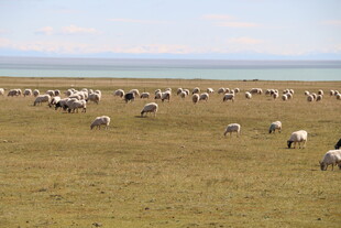 草原羊群与远处的水域