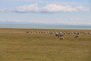 草原上的动物群