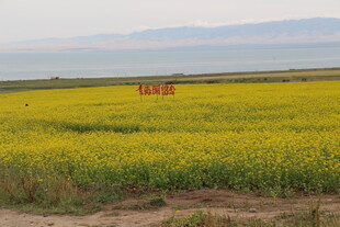 金黄油菜田与远处景观