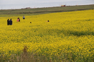 金黄油菜花海中的游人