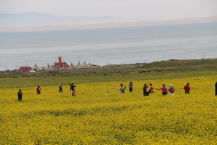 油菜花海中的欢乐人群