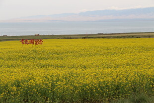 金黄油菜田中的红色装置