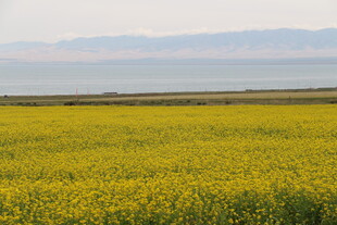金黄油菜田与远处海景
