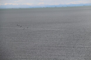 广袤田野上的稀疏飞鸟