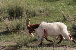 草原上行走的带角山羊