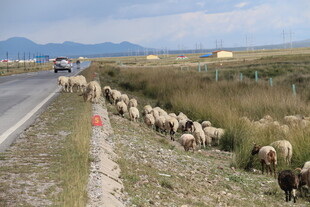 公路旁成群绵羊在吃草