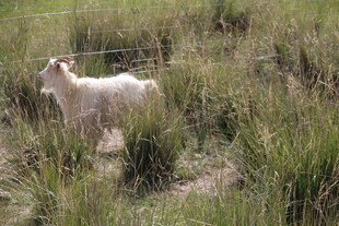 草地上的白色山羊