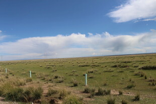 草原风光 蓝天白云绿地