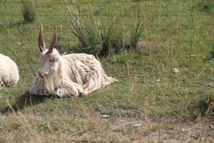 草地上休憩的长角羊