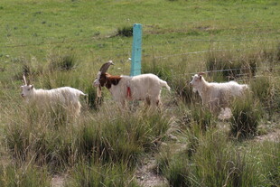 草原上的几只山羊
