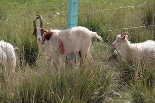 草地上的几只山羊