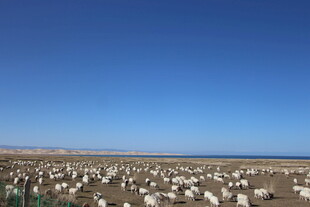 广阔墓地与蓝天